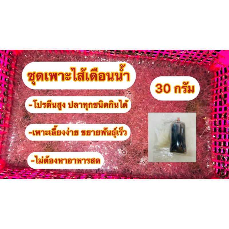 ชุดเพาะไส้เดือนนำ้ เอนถประสงค์ เหมาะสำหรับเป็นอาหารปลาสวยงาม