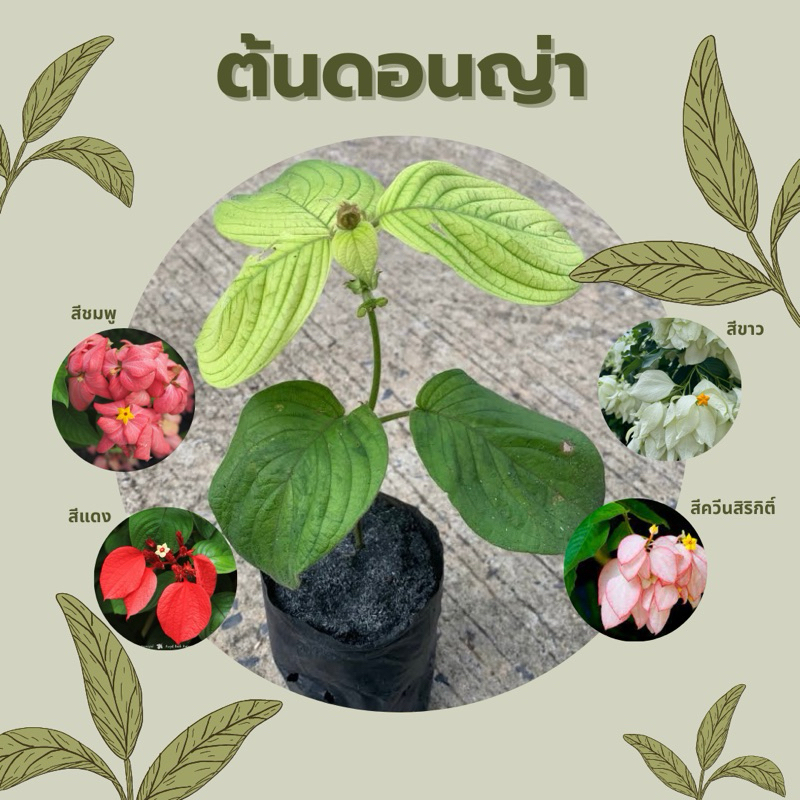 ต้นดอนญ่า มีหลายสี ออกดอกเกือบตลอดทั้งปี ChayTongAong