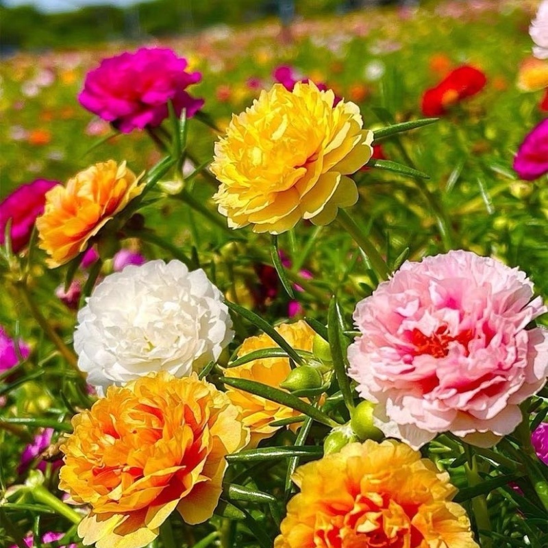 ไม้ดอก 200 เมล็ด ดอกคุณนายตื่นสายซ้อน Portulaca Seed flower plants ปลูกต้นไม้ในร่ม ไม้ประดับภูมิสถาปัตยกรรม - รูปที่ 2