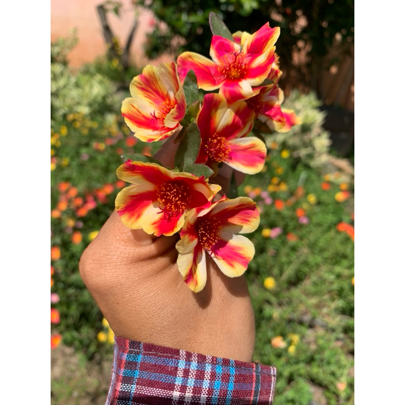 คุณนายตื่นสายทรูโทนชุด 20กิ่ง 60฿คุณนายตื่นสายชุด 20กิ่ง 60฿