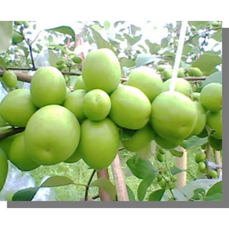 พุทรานมสดเสียบยอดไซส์ใหญ่ 1 ถุง 120 บาท