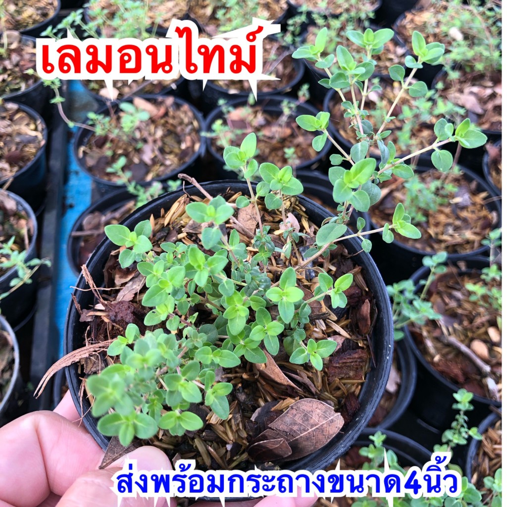เลมอนไทม์ ส่งพร้อมกระถาง 4 นิ้ว