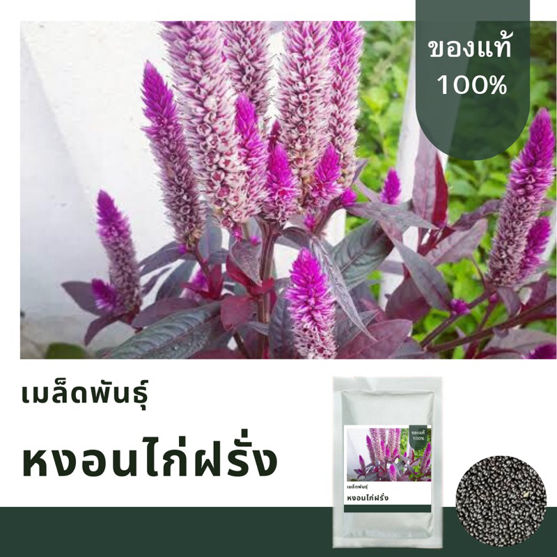 เมล็ดพันธุ์หงอนไก่ฝรั่ง บรรจุ1,000 เมล็ด เมล็ดพันธุ์ใหม่ อัตราการงอกสูง