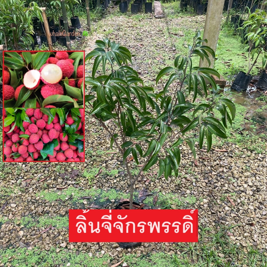 ต้นลิ้นจี่ พันธุ์ ลิ้นจี่จักรพรรดิ์ กิ่งตอนให้ผลไวภายใน1ปี ลิ้นจี่ Litchi Chinensis (รับประกันสินค้า!!)