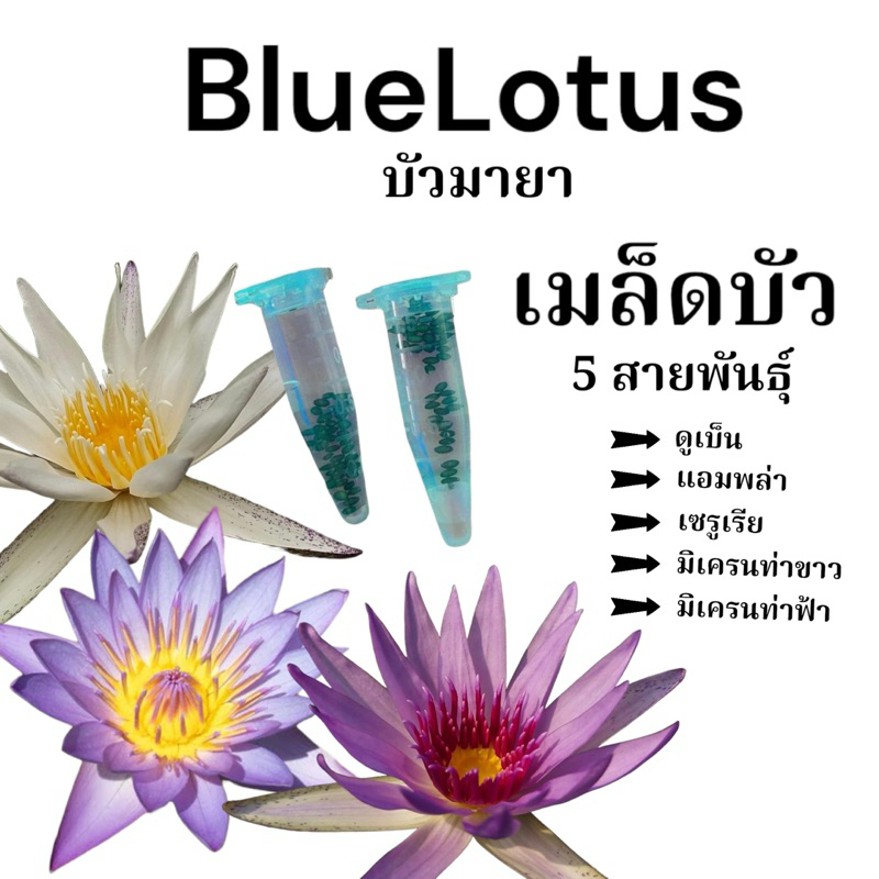 เมล็ดบัวมายา สายพันธุ์บัวอียิปต์โบราณ รับประกันสายพันธุ์ ทุกออเดอร์ เมล็ดบัวสีฟ้า บัวสี ปุ๋ยบัว บัวพัน บัวอียิปต์