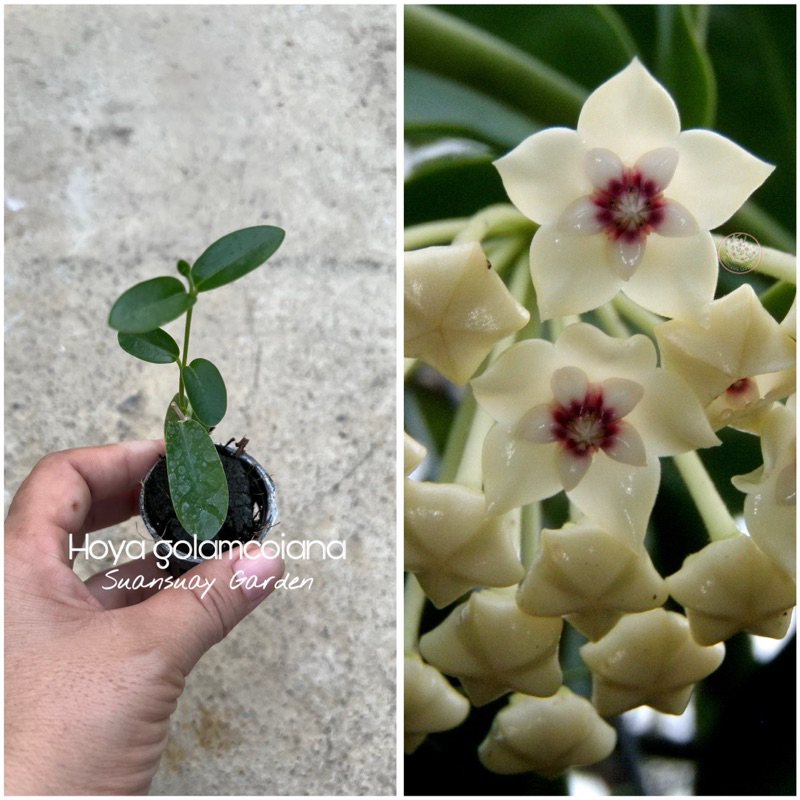 Hoya golam coiana โฮยาใบทรงรีขอบกลมมน น่ารักมาก ดอกสีขาว สะอาดตา จัดส่งในกระถาง 1 นิ้ว