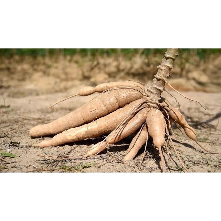 เอสทีม บิ๊กบอม ลมเบ่ง 10-0-42 + MgO,Zn ขนาด 1 ก.ก. เพิ่มแป้ง น้ำหนัก พืชลงหัวทุกชนิด สร้างความหวาน - รูปที่ 4