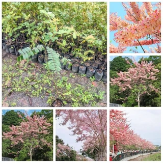 ต้นกัลปพฤกษ์ ซากุระเมืองไทย ดอกยืนต้นสวยมาก ต้นสูง 30-50 cm