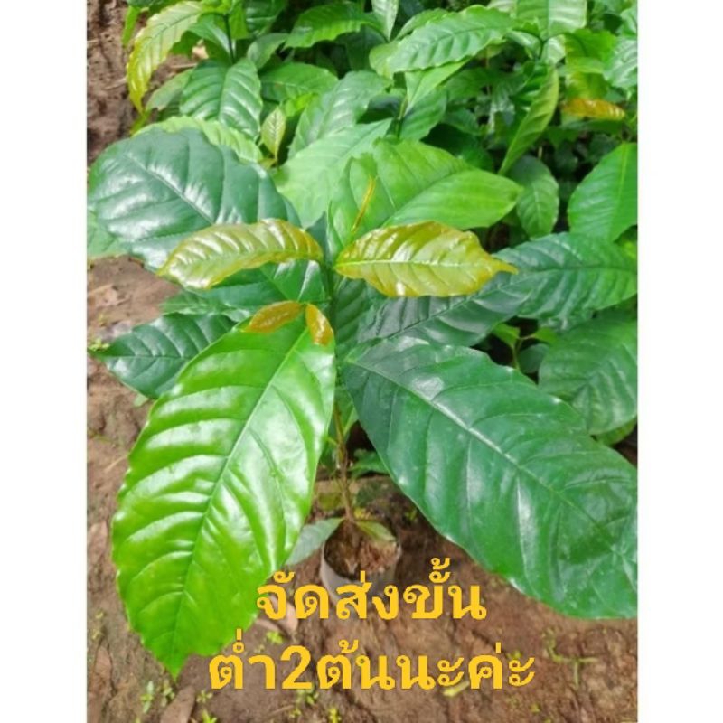 ต้นกาแฟโรบัสต้าชุมพรแท้คัดพันธุ์พิเศษซื้อ10แถม1สูง20-30ซม.