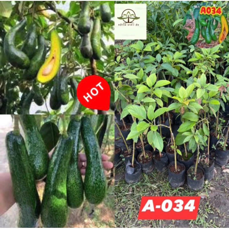 ต้น อโวคาโด้A-034 เสียบยอด พร้อมปลูกเข้ากับสภาพไดเทุกพื้นที่ ให้ผลไว ไม่ถึงปี น้ำหนักต่อผล 1กิโลกรัม🔥🌸❤️‍🔥