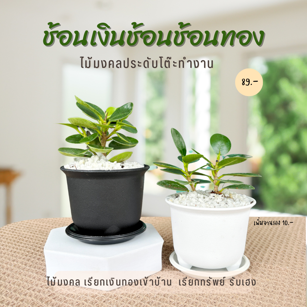 ช้อนเงินช้อนทอง พร้อมกระถางโมเดิร์น 3 ขา ไม้มงคล ชอบแดด ชอบน้ำ
