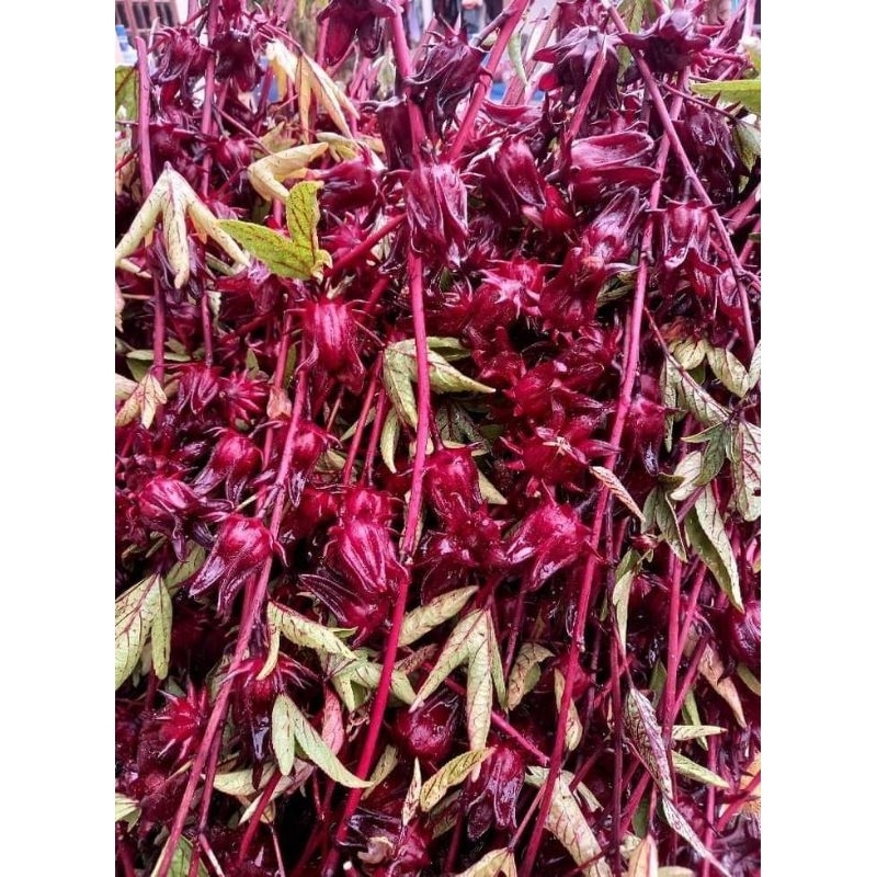 เมล็ดพันธุ์กระเจี๊ยบแดงซูดาน2,000 เมล็ด 59 บาท