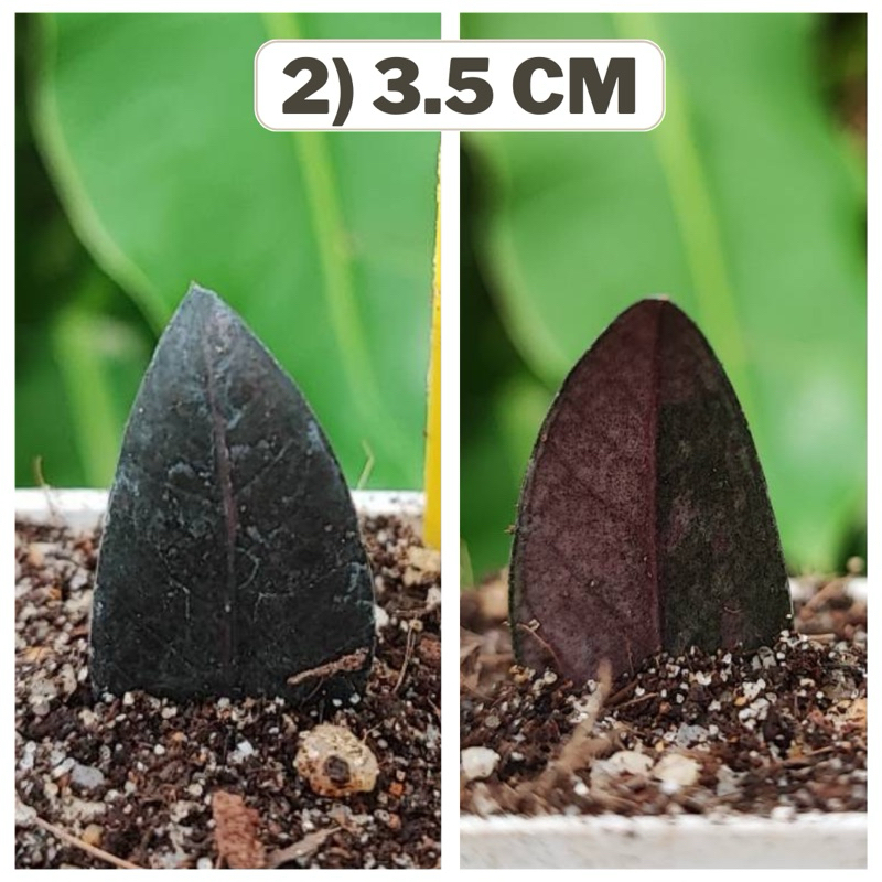 กวักดำด่าง Zamioculcas  Zamifolia Varigated ไม้ตัดสด แม่พันธ์ด่างชมพู กวักมรกตดำด่าง ขอดูรูปเพิ่มเติ