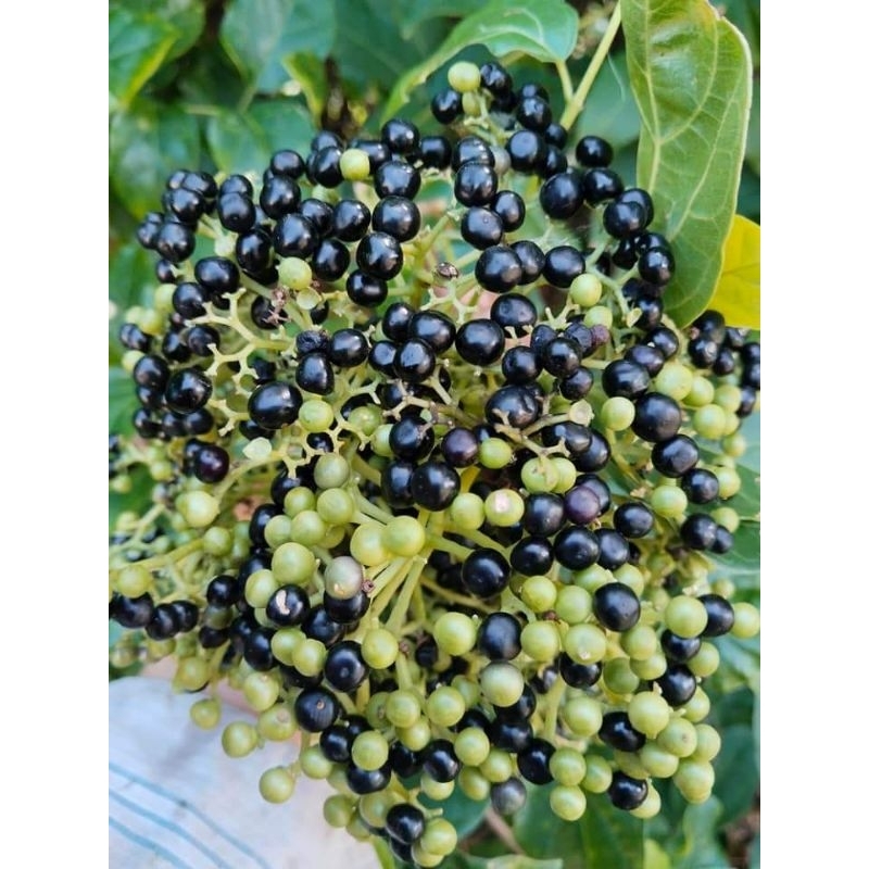 อัคคีทวารทะเล ช้าเลือด ขายเมล็ดพันธุ์ 1 ชุด 50 บาทบรรจุราว 200 เมล็ด