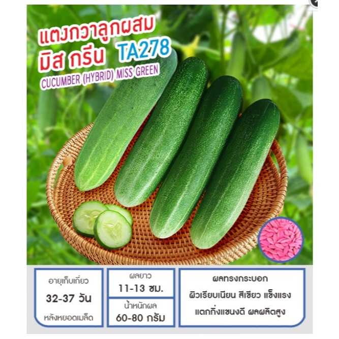 เมล็ดพันธุ์ แตงกวา ลูกผสม มิส กรีน TA278 แตงร้าน -Cucumber Hybrid Miss Green ตราดอกแตง เมล็ดพันธุ์ เมล็ดผัก คุณภาพดี