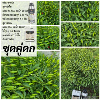 น้ำหมัก แสนงาม ชุดคู่ดก สุดคุ้ม [ฉีดใบ 1ลิตร + ฉีดดิน 1ลิตร] 980บาท สมบูรณ์ตั้งแต่รากถึงยอด