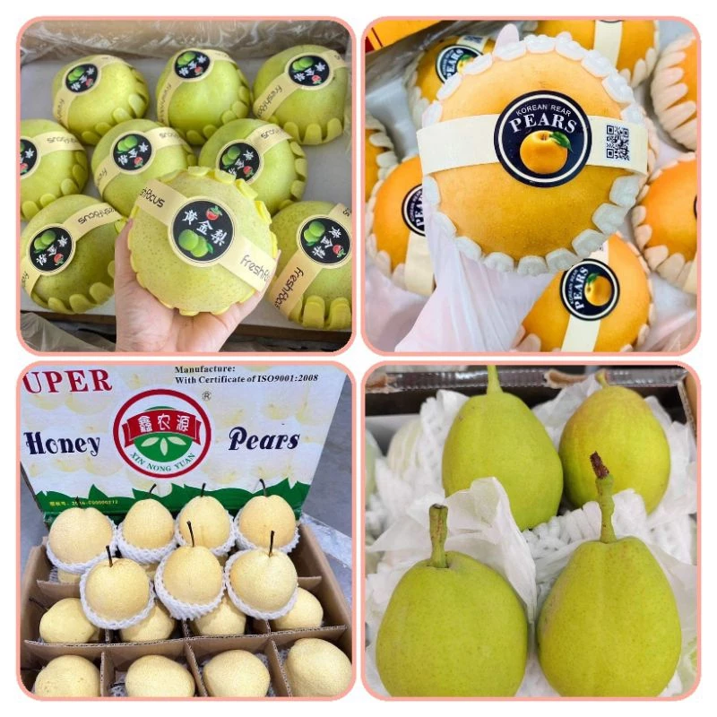 setรวมสาลี่🍐✨️✨️🍐ผลไม้มงคล 4 ชนิด สาลี่หยก,สาลี่หิมะ,สาลี่น้ำผึ้ง,สาลี่หอม