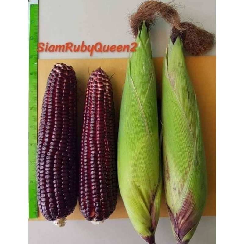 มาแล้วจ้า ของแท้ 100% เมล็ดพันธุ์ข้าวโพดหวานสีแดงราชินีทับทิมสยาม 2 (SRQ2)