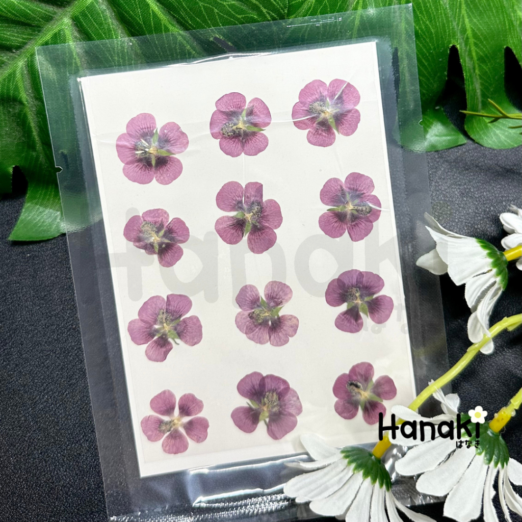 【พร้อมส่ง】Jiyoujia  ดอกไม้จริงทับแห้ง ดอกไม้ทับแห้ง Preserved Flowers💐