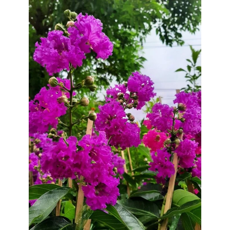 ดอกม่วงสาหรี่1ต้นถุงดำไม้ดอกไม้ประดับ