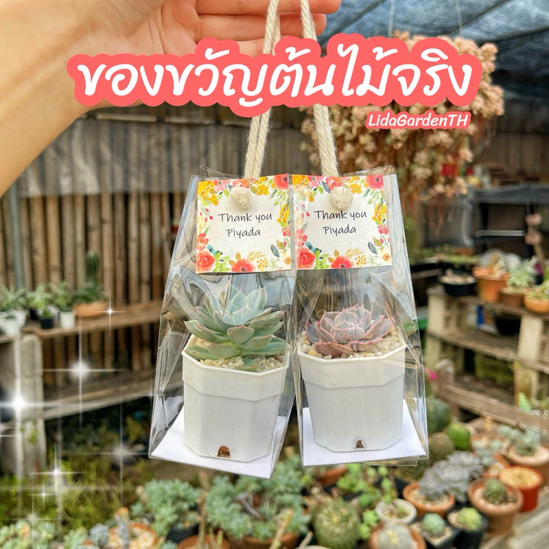 [ของขวัญต้นไม้] ของขวัญปัจฉิม ของขวัญปีใหม่ กุหลาบหิน กระบองเพชร 26 บาท ถุงหิ้วสีขาวครีม1