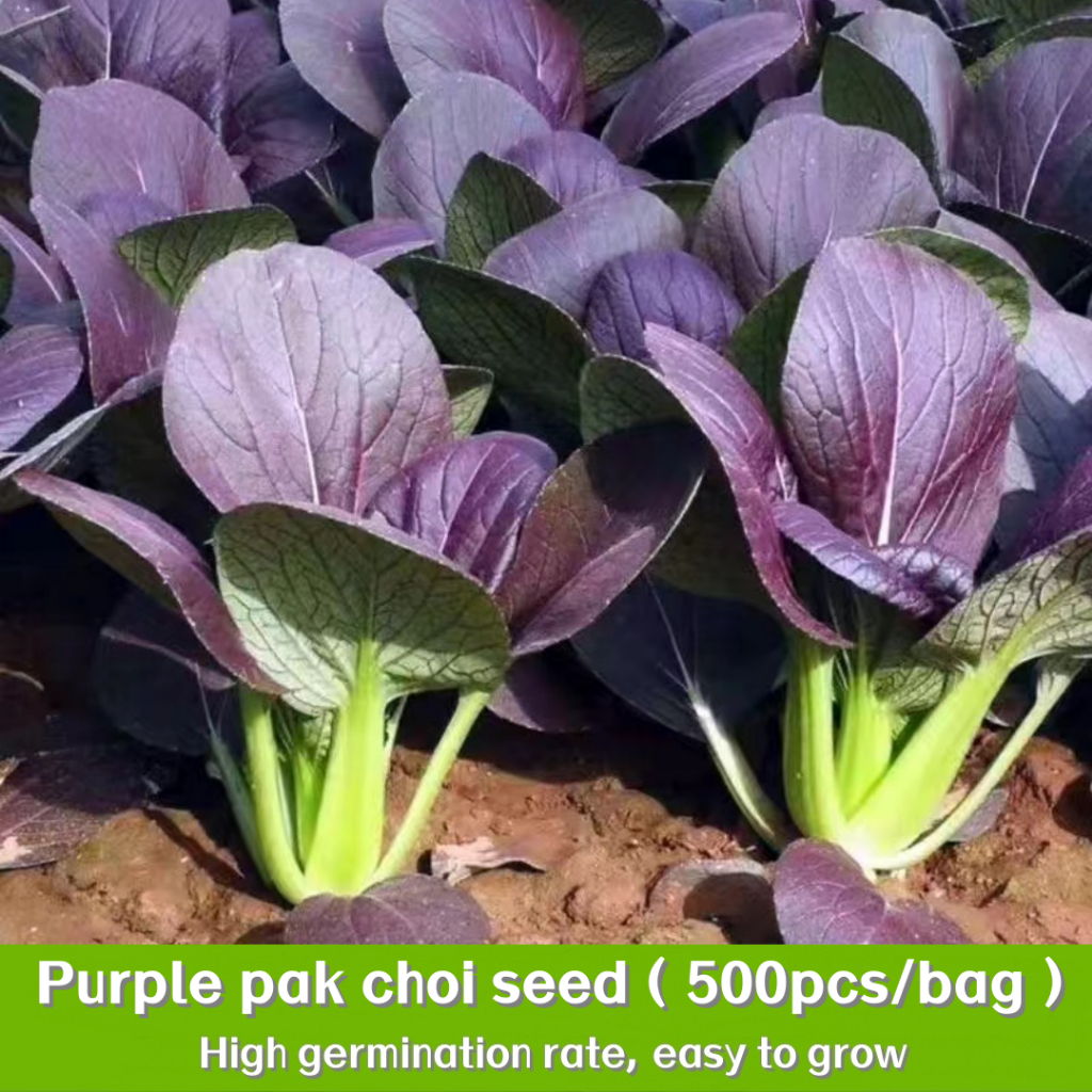 พืชผัก purple pak choi seeds Vegetable plants 500 เมล็ด กวางตุ้ง​ฮ่องเต้​สีม่วง​ พันธุ์ที่ได้รับการปรับปรุง พันธุ์ใหม่