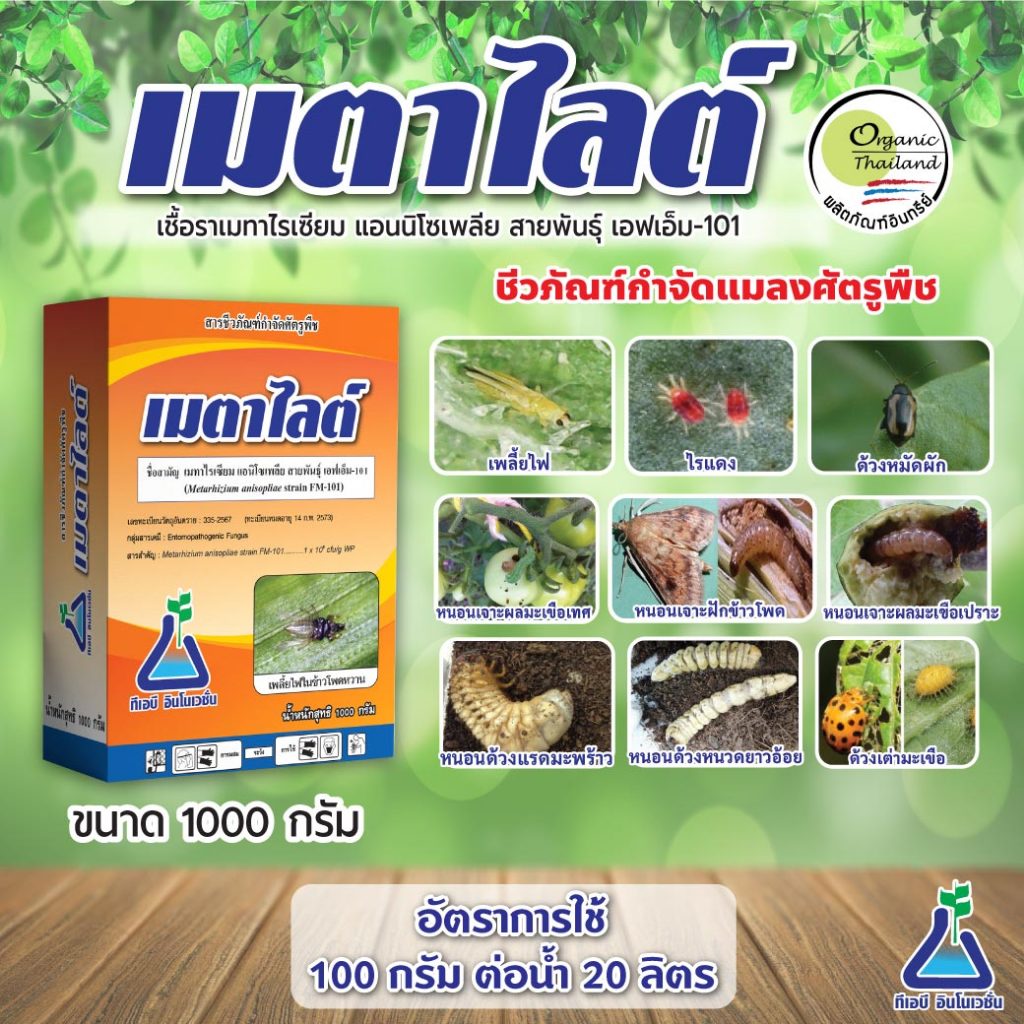เมทาไรเซียม แอนนิโซเพลีย *ชีวภัณฑ์ที่ช่วยปกป้องพืชจากแมลงศัตรูพืช*(เมตาไลต์)
