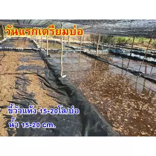 แหนแดงไมโครฟิลล่า แหนแดงเกษตร สด ใหม่ ปลอดสารพิษ แข็งแรง ไนโตรเจน โปรตีนสูง