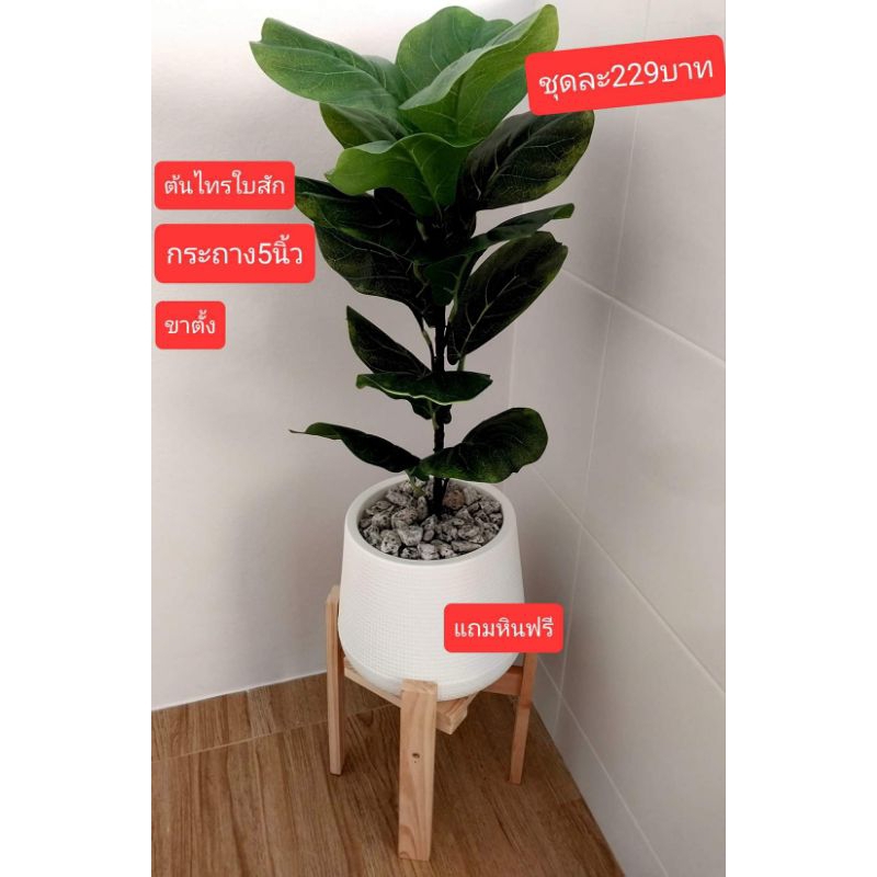 ต้นไม้ปลอมครบชุด(พร้อมส่ง)มินิมอลต้นไม้ปลอมต้นไทรใบสักปลอมพร้อมกระถางและหิน(พร้อมส่งในไทย)