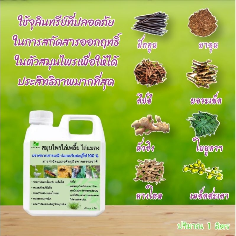 สมุนไพรไล่เพลี้ย ไล่แมลง สารสกัดธรรมชาติ ปลอดภัยต่อผู้ใช้ 100 %