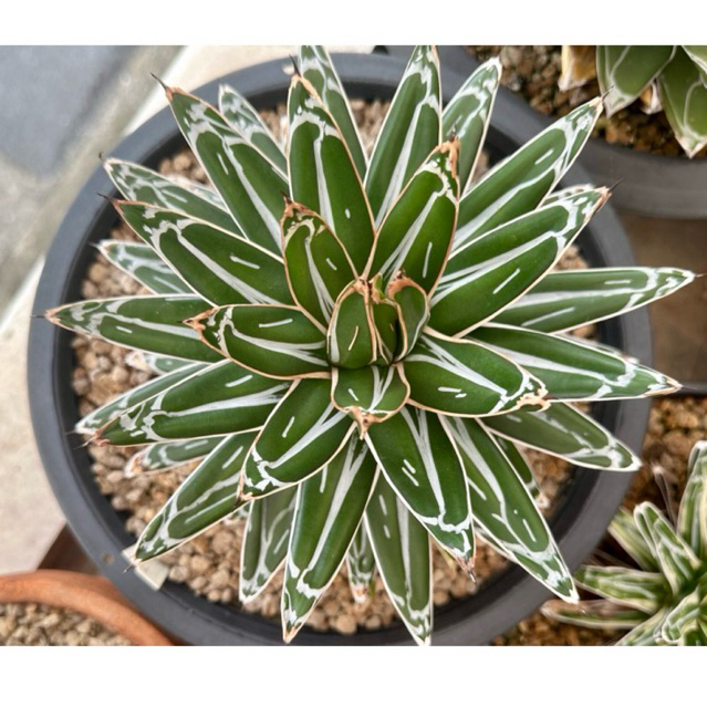 หน่ออากาเว่ Agave victoriae-reginae ลายสวย (เล็กๆไม่มีลาย)