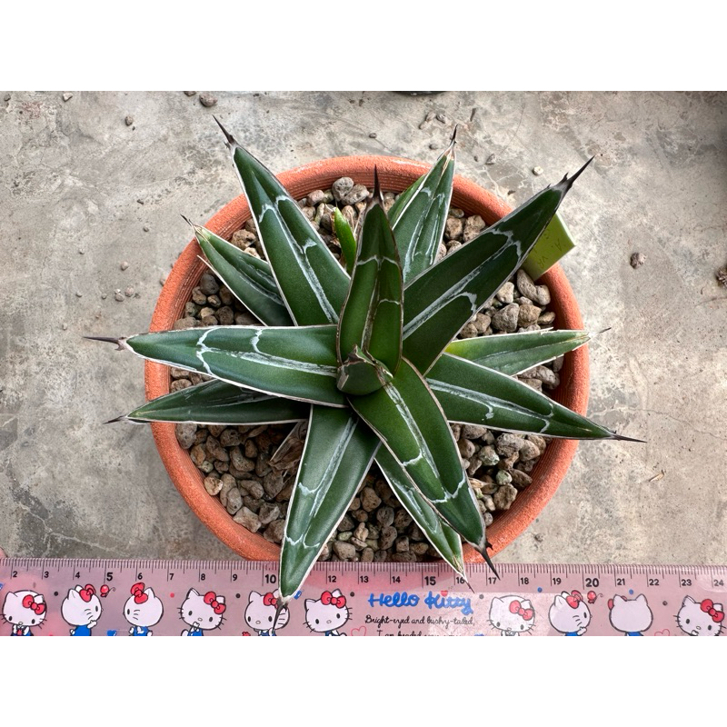 หน่ออากาเว่ Agave victoriae-reginae ‘Giant’ เขียว (ไม่ด่าง)