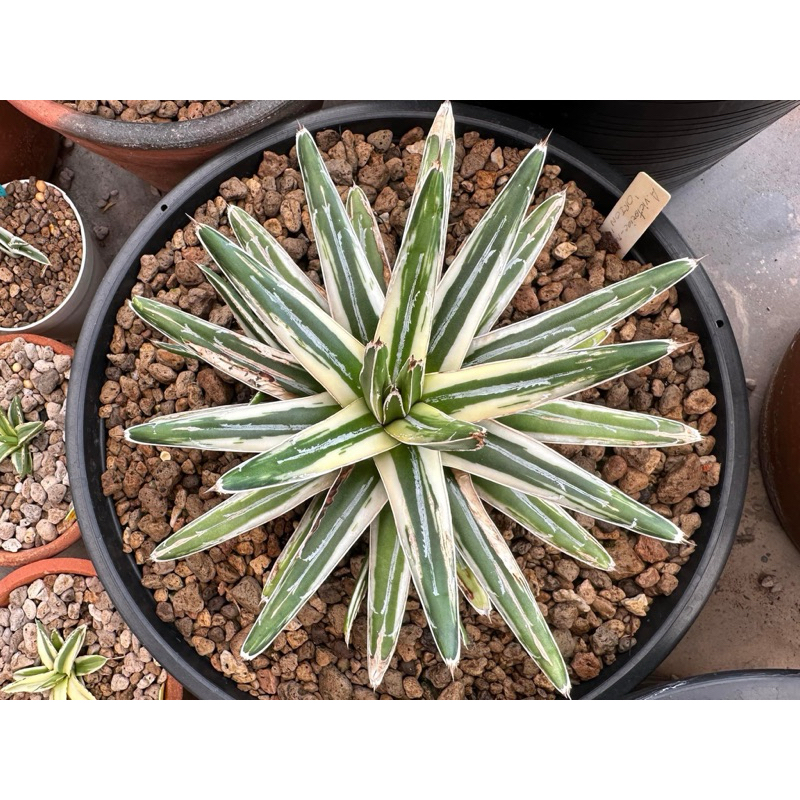 หน่ออากาเว่ Agave victoriae-reginae ‘Orion’ (ไม่ใช่ White Rhino ไม่ใช่ albo marginata)