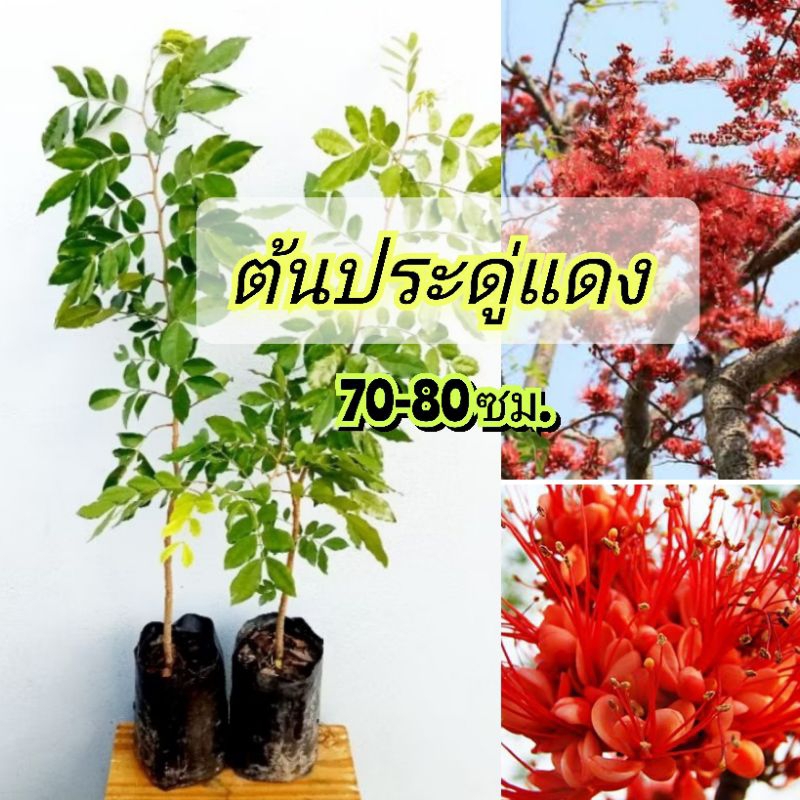 ต้นประดู่แดง ไม้หายากดอกสวยสีแดงสะพรั่ง แบบเพาะเมล็ดถุง 6 นิ้วต้นสูง 70-80ซม.