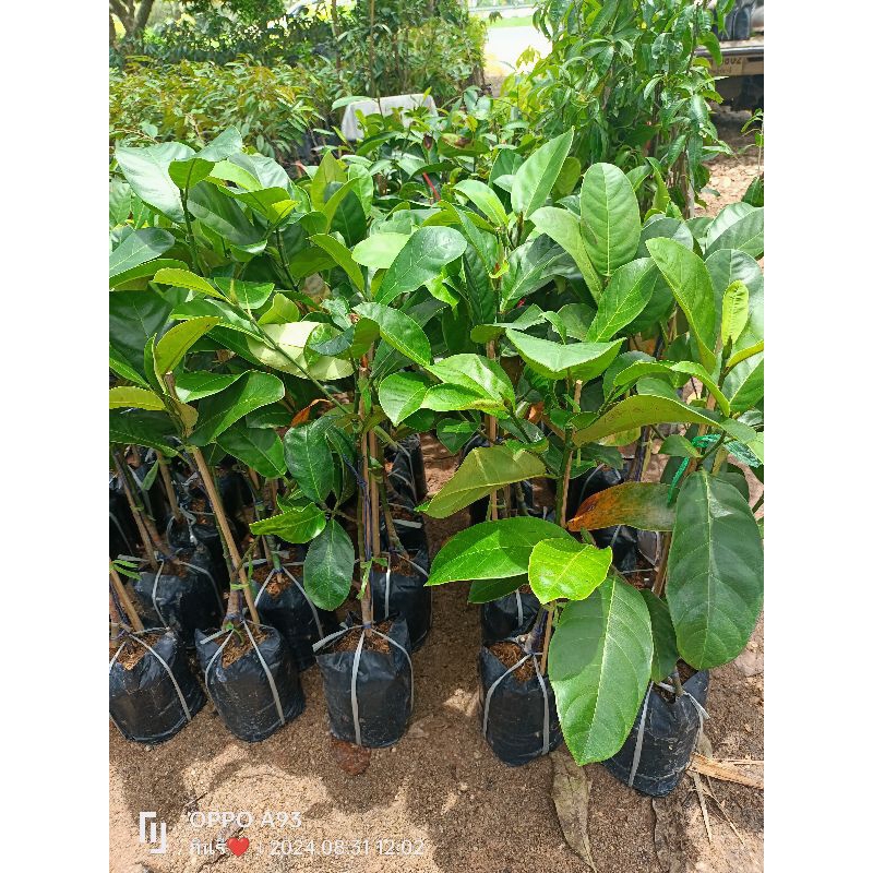 ต้นจำปาดะพันธุ์สตูลสีทอง ปลูกง่าย ยุมใหญ่ รสหวานละมุน ขนาดต้นพันธุ์สูง 70-80 ซม.