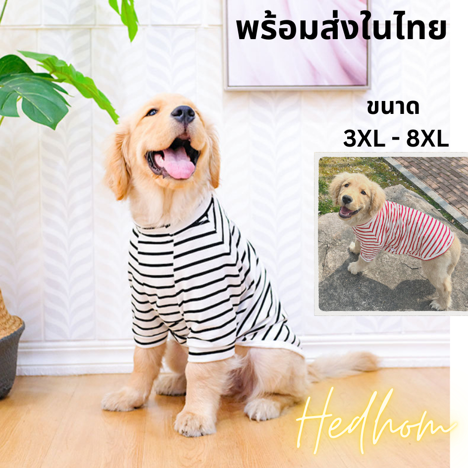พร้อมส่งในไทย เสื้อสุนัขขนาดกลางถึงใหญ่ลายขวาง INNOPET ผ้าไม่หนา ใส่สบายได้ทุกฤดู
