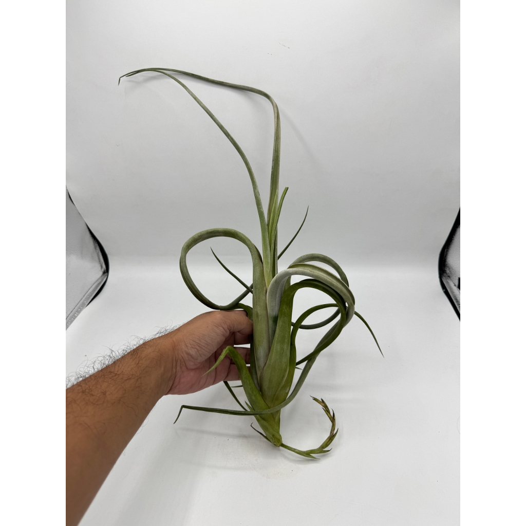 มุมมอง 2