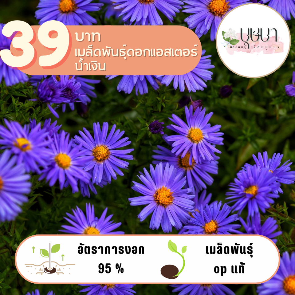 ดอกแอสเตอร์สีน้ำเงิน 39บาท 200เมล็ด