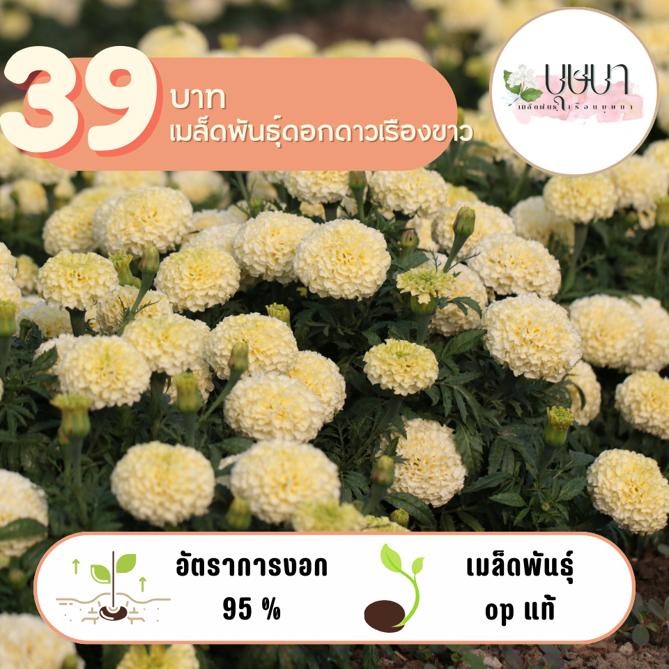 ดอกดาวเรืองขาว 1,000 เมล็ด ชุดชมสวน