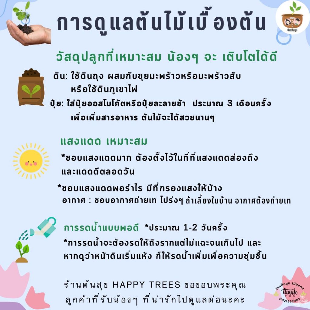 ต้นทองนพคุณแคระ จัดส่ง 2 ต้นขึ้นไป คละแบบได้ - รูปที่ 2