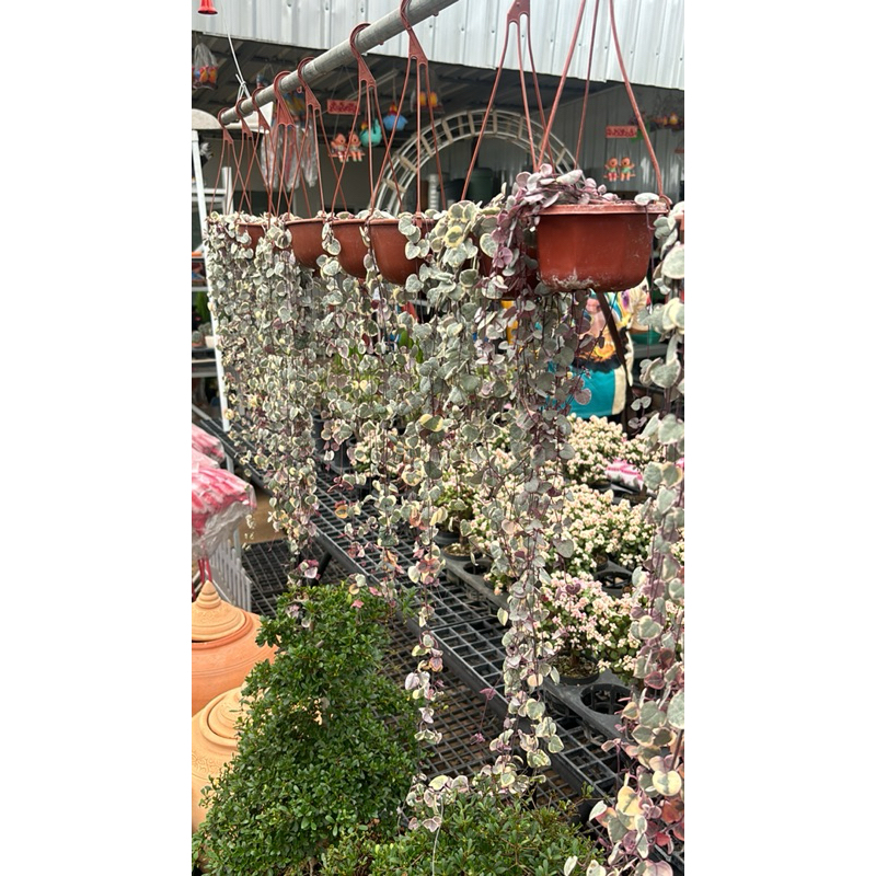 Ceropegia Marlies ver. สายป่านดวงใจด่างมาใหม่ กระถาง3นิ้ว น่ารักมากกก
