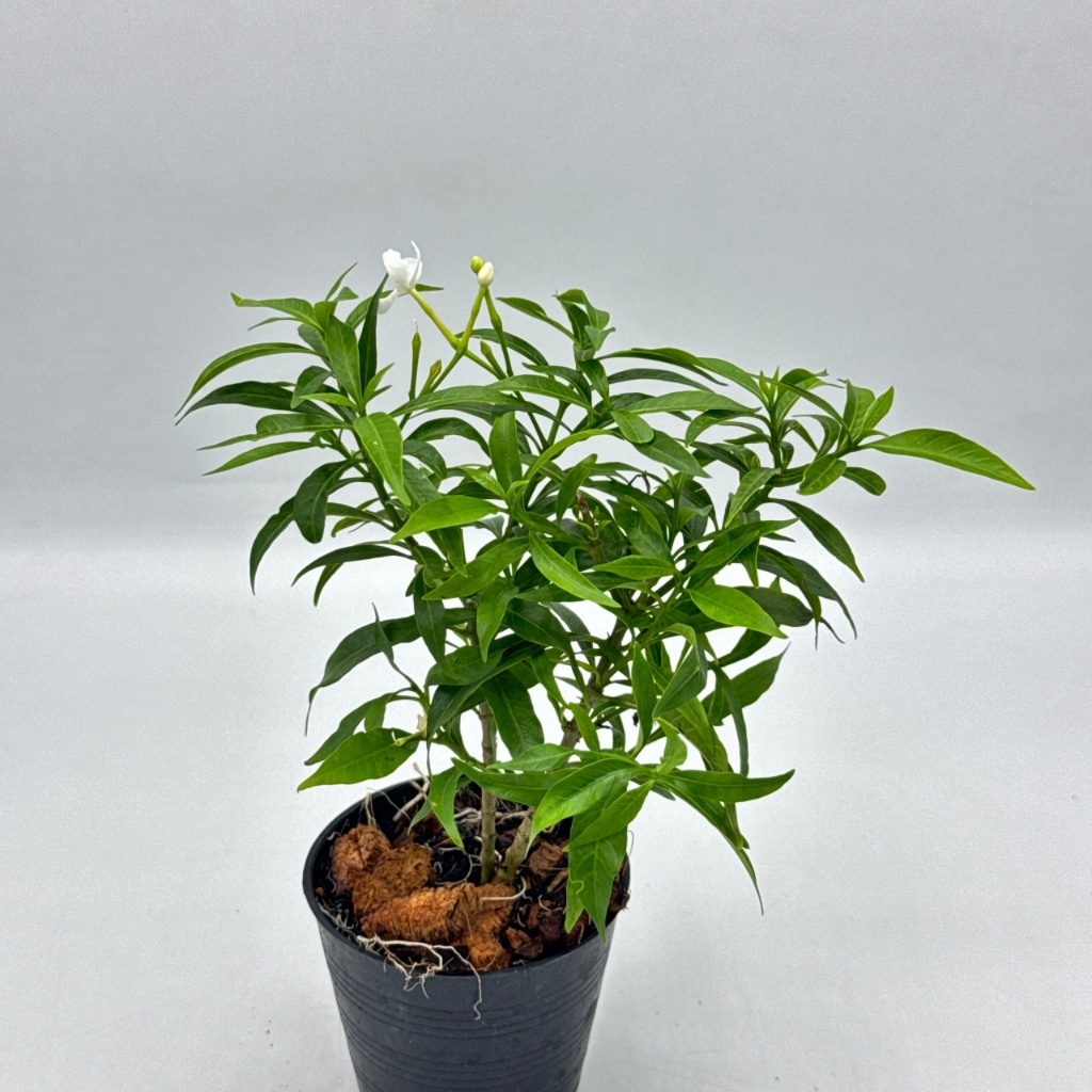 มุมมอง 5