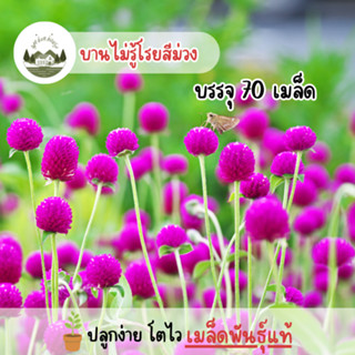 ดอกบานไม่รู้โรยสีม่วง 70 เมล็ด