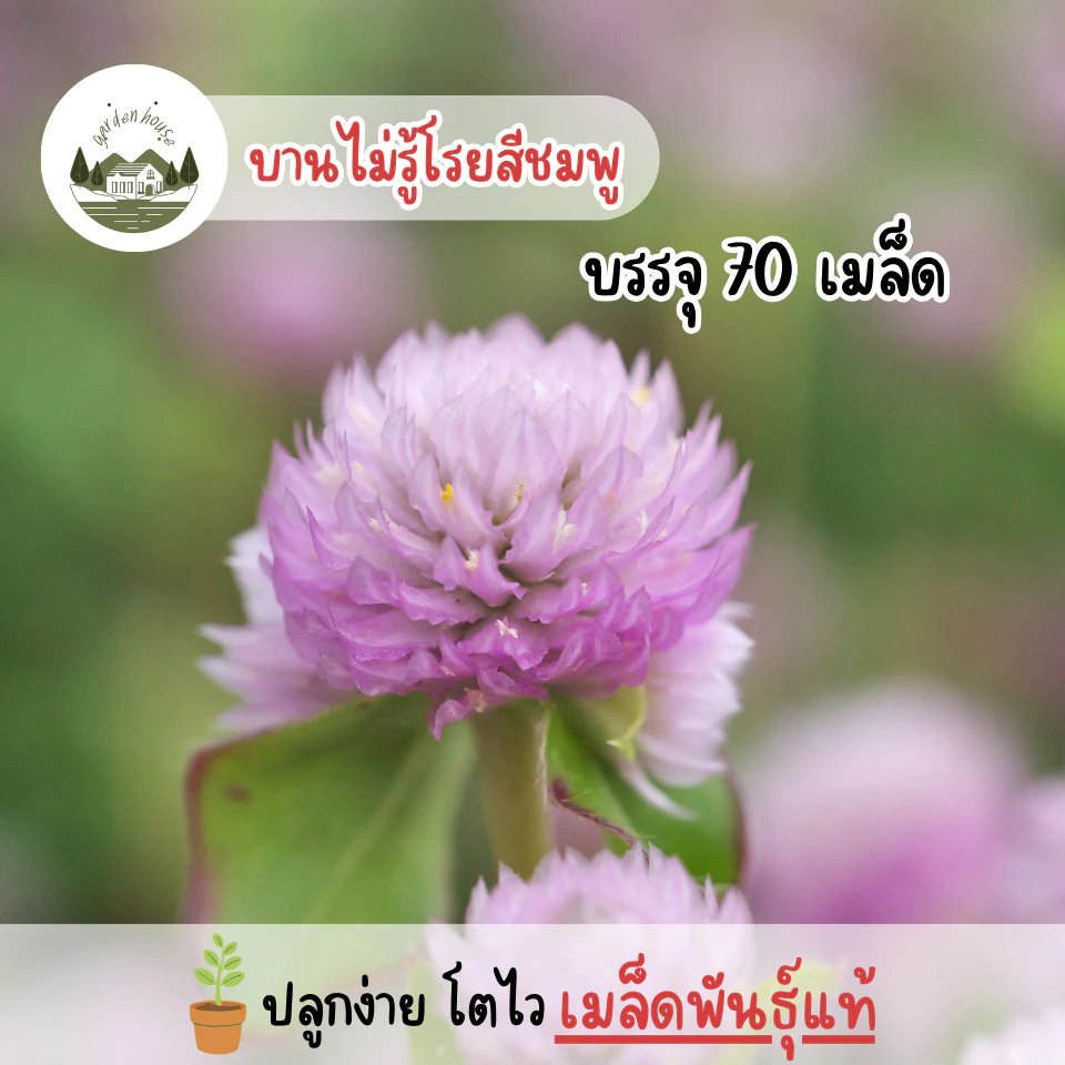 ดอกบานไม่รู้โรยสีชมพู 70 เมล็ด