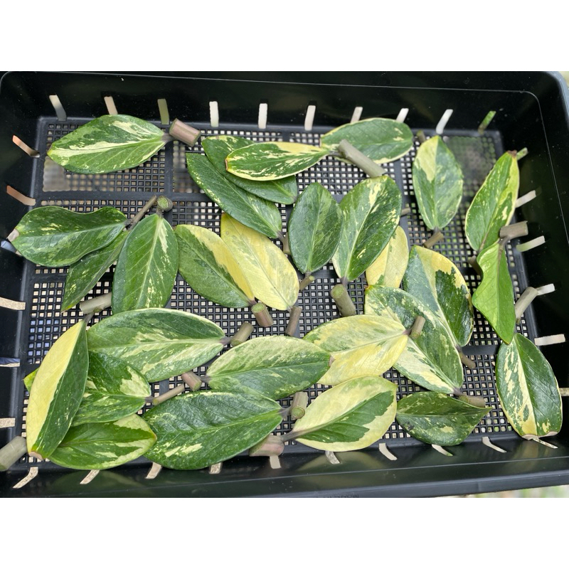 กวักมรกตด่างใบใหญ่ๆ (ใบสวยๆ) Variegated Zamioculcas zamiifolia