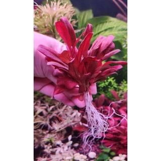 แซลม่อนแดง (Samolus Parviflorus)