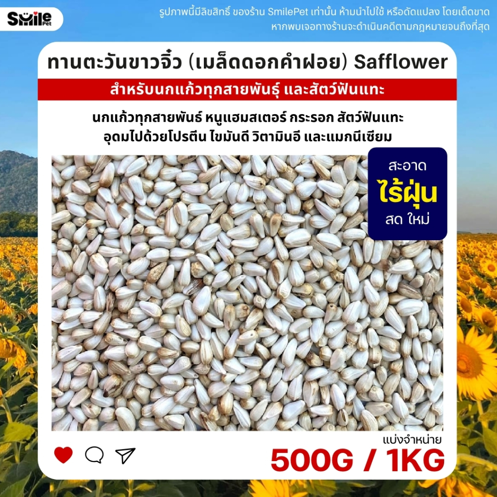 ดอกคำฝอย Safflower (ทานตะวันขาวจิ๋ว) เกรดA เม็ดเล็ก อาหารนกแก้วและสัตว์ฟันแทะ สะอาด ร่อนฝุ่น (แบ่งขาย 250G / 500G / 1KG)