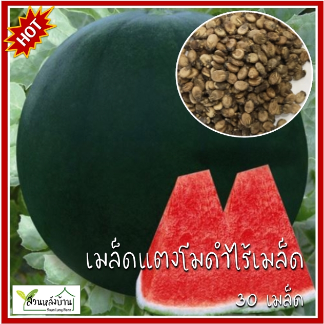 30 เมล็ด แตงโมดำไร้เมล็ด Black Seedless Watermelon เมล็ดแตงโมดำไร้เมล็ด แตงโมเปลือกดำ