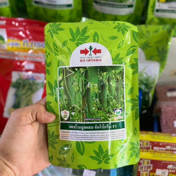 แตงร้าน จัมโบกรีน 50,100กรัม (ประมาณ 3,500 เมล็ด) เปอร์เซ็นงอก 99 % ปลูกง่าย สีเขียวเข้ม น้ำหนักดี ขึ้นค้างเก่ง ผลยาวตรง