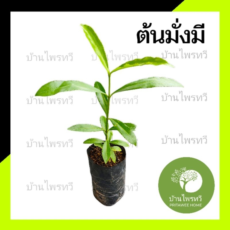 ต้นมั่งมี มั่งมี  ต้นไม้ตาย ต้นกล้าไม้พร้อมปลูก